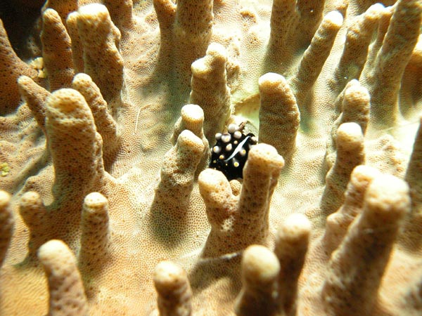 Cowrie1671